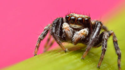 どうやってクモは体長の6倍もの距離を助走なしで正確にジャンプできるのかという研究 Gigazine