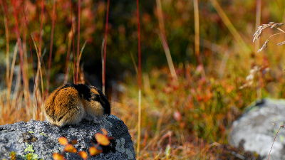 Lemming Suicide Myth, Alaska Department of Fish and Game