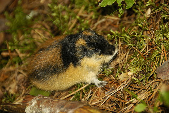 Lemming Suicide Myth, Alaska Department of Fish and Game