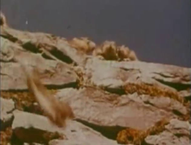 Videos: Lemming Suicide, the No. 1 Nature Hoax