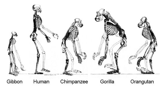 人間の下半身で最後に進化したのは つま先 だという研究結果 Gigazine