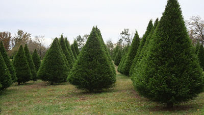 Amazonがクリスマスツリー用に高さ2メートルの本物の木を販売することが判明 Gigazine