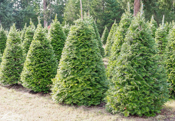 Amazonがクリスマスツリー用に高さ2メートルの本物の木を販売することが判明 Gigazine
