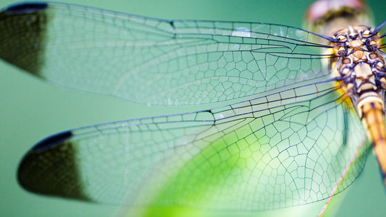 複雑な昆虫の羽の構造を数学的にシミュレートする研究 Gigazine