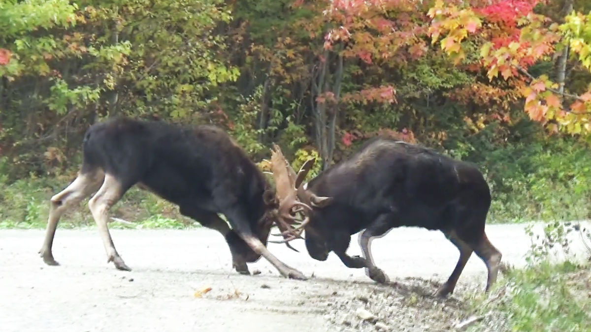 2頭のヘラジカがツノを合わせて激しく戦う様子を収めたムービーが激撮