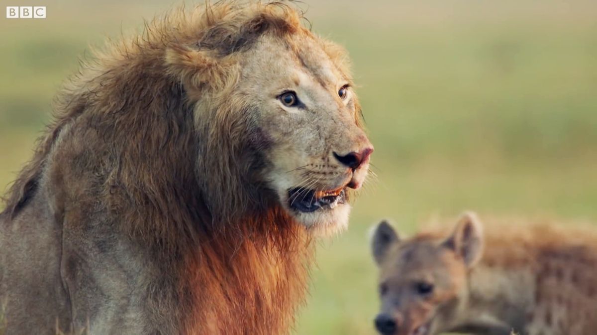 800万回超も再生された 百獣の王ライオンがハイエナに囲まれ絶体絶命の瞬間 を捉えたムービー Gigazine