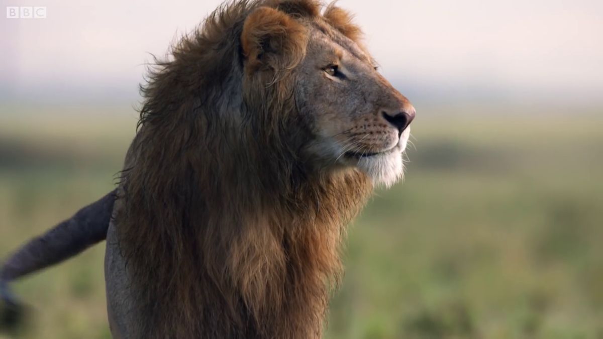 Movie that captured the moment of absolute life surrounded by Hyena King of  Beasts revived over 8 million times - GIGAZINE