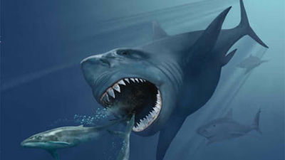 1900万年前にサメの大量絶滅「シャークポカリプス」が起こっていた可能 