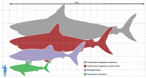 古代の超巨大ザメ メガロドン が絶滅した原因が最新研究で示される Gigazine