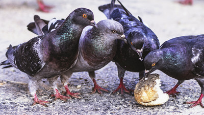 1万羽もハトが住み着く巨大な ハトの塔 は人類の農業を何千年も支えていた Gigazine