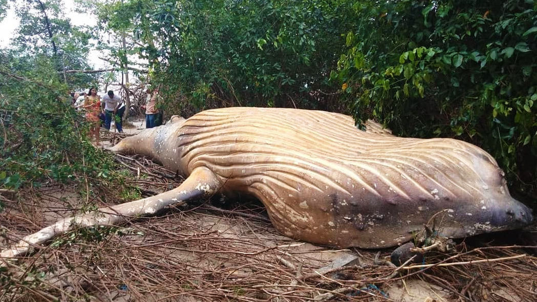 なぜかアマゾンのジャングルから巨大なクジラが発見され話題に - GIGAZINE