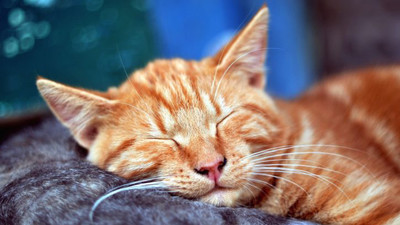 一切眠らずに生きていける動物は存在するのか ハエやクラゲも眠ることが明らかに Gigazine