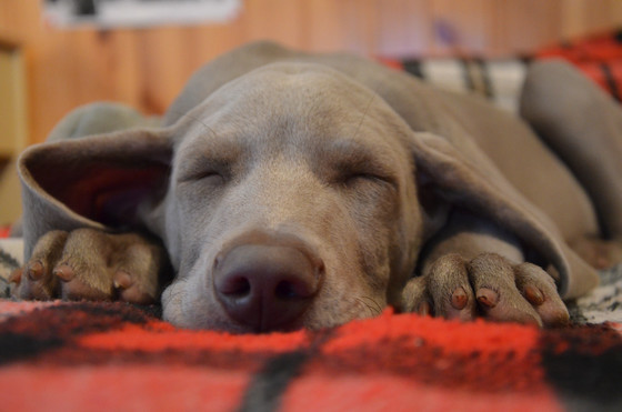 一切眠らずに生きていける動物は存在するのか ハエやクラゲも眠ることが明らかに Gigazine