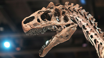 ハリウッドのセレブが恐竜の化石を買いあさるために古生物研究が進まない と学者が規制を要求 Gigazine