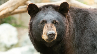 人間の食べ物の味を覚えたクマは冬眠期間が短くなって老化が早まる可能性がある Gigazine