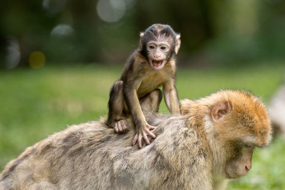 動物に 意識 はあるのか Gigazine