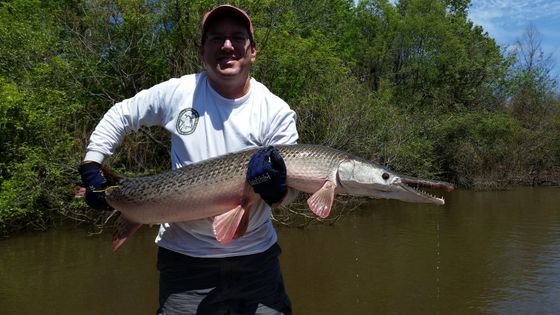 アリゲーターガーは獲物にかみつく時に 吸引 することで獲物を逃がさない Gigazine