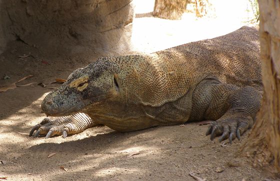 コモドオオトカゲの密輸を防ぐため生息地のコモド島が観光客立ち入り