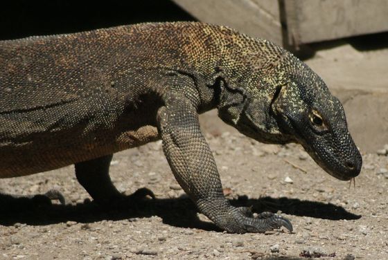 コモドオオトカゲの密輸を防ぐため生息地のコモド島が観光客立ち入り