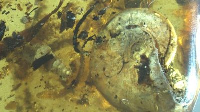 アンモナイトなどの海に住んでいた古代生物が琥珀の中に閉じ込められているのが発見される Gigazine