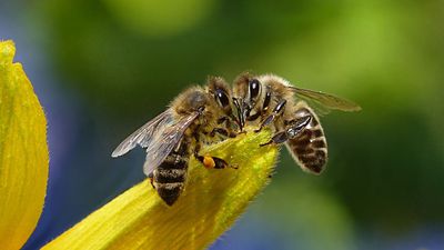 ミツバチは 数 の概念を記号と結び付けて認識できることが判明 Gigazine