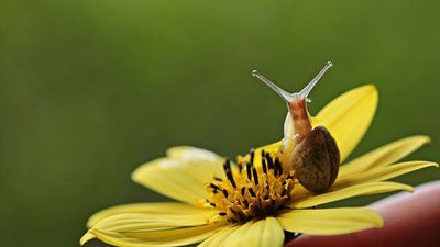 カタツムリの粘液をヒントに開発された超強力接着剤の画期的性質とは Gigazine