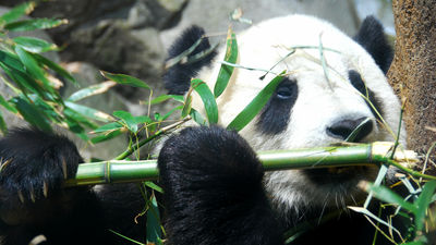 竹を肉代わりの 栄養食 にできるジャイアントパンダの秘密とは Gigazine