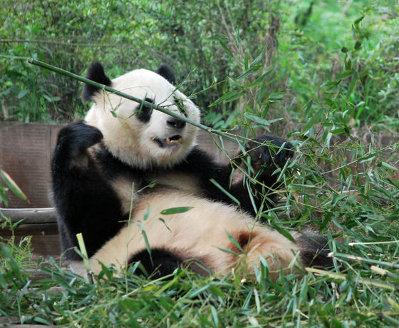 竹を肉代わりの 栄養食 にできるジャイアントパンダの秘密とは Gigazine