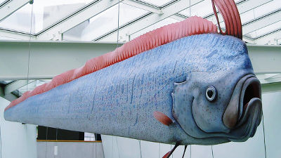 深海魚は地震の予兆を感じ取ることができるのか Gigazine