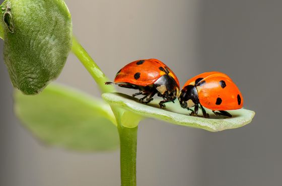 昆虫は絶滅の危機に瀕している」ことがアマチュアグループの長期的調査