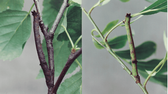 木の枝に擬態する虫が皮膚でも色を感知できることが研究で判明 Gigazine