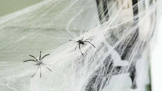 家の中にいるクモを殺さない方がいい理由とは Gigazine