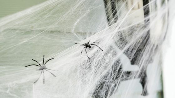 B 生物 家の中にいるクモを殺さない方がいい理由とは Gigazine