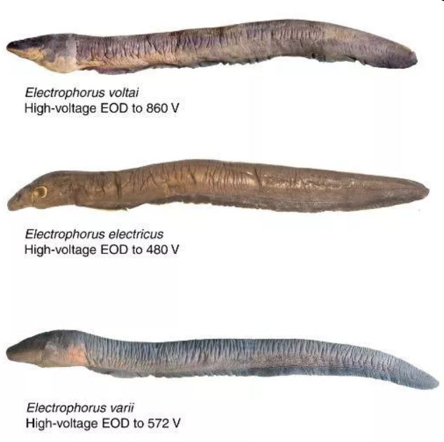 Types Of Electric Eels