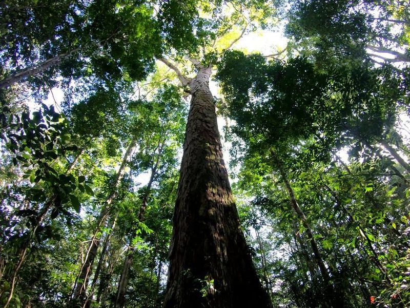 科学者が大きすぎてセンサーの故障かと思ったというアマゾンで最も高い木が発見される GIGAZINE