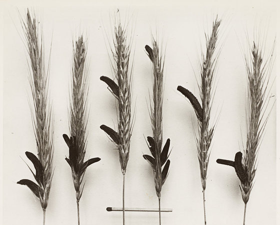 麦角中毒の症状