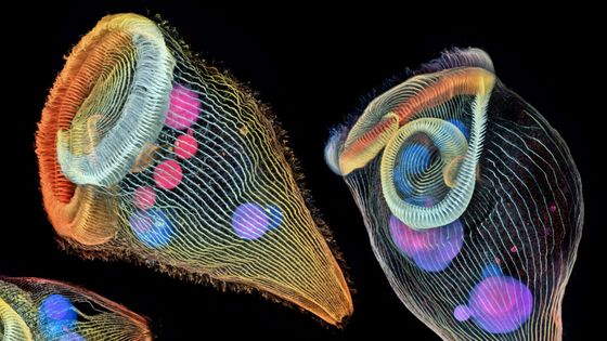 Housefly compound eye pattern, 2019 Photomicrography Competition