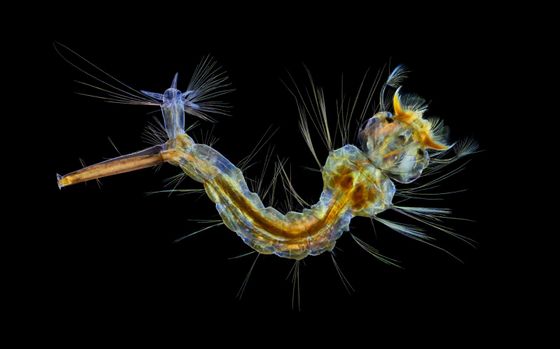 幻想的で美しいミクロの世界を顕微鏡で捉えた「Nikon's Small World