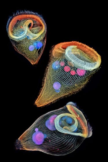 幻想的で美しいミクロの世界を顕微鏡で捉えた「Nikon's Small World