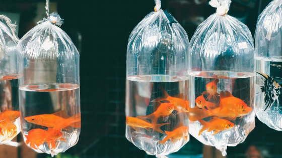 Goldfish sanctuary best sale near me