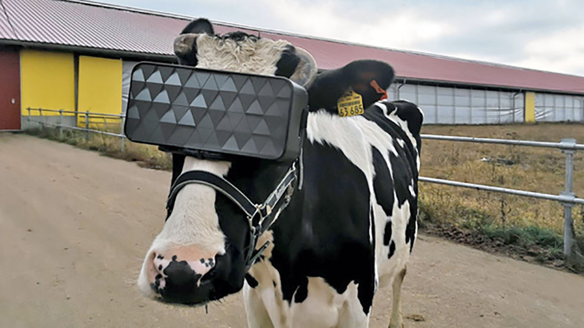 VRヘッドセットで牛に「仮想の牧草地」を体験させて牛乳の生産量を