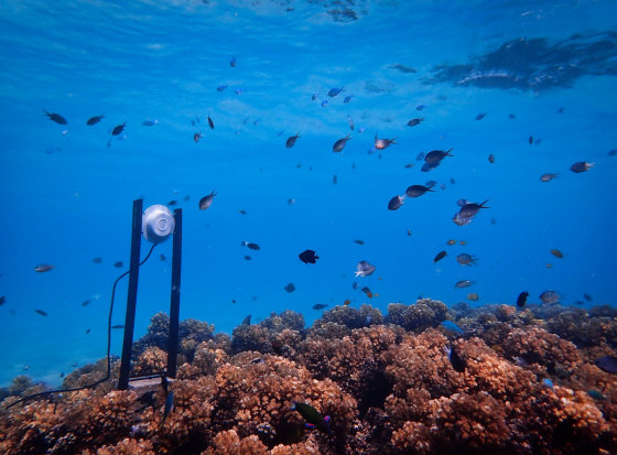 水中スピーカーで 生きたサンゴ礁の音 を流し死んだサンゴ礁に魚を集める試み Gigazine