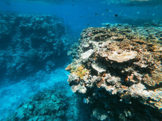 水中スピーカーで 生きたサンゴ礁の音 を流し死んだサンゴ礁に魚を集める試み Gigazine