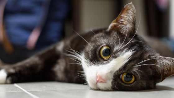 This cat's expressions accurately capture how we've felt over the years