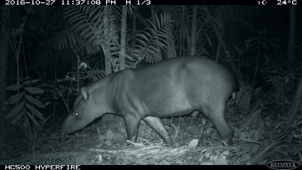 Google launches Wildlife Insights to help manage the world's wildlife