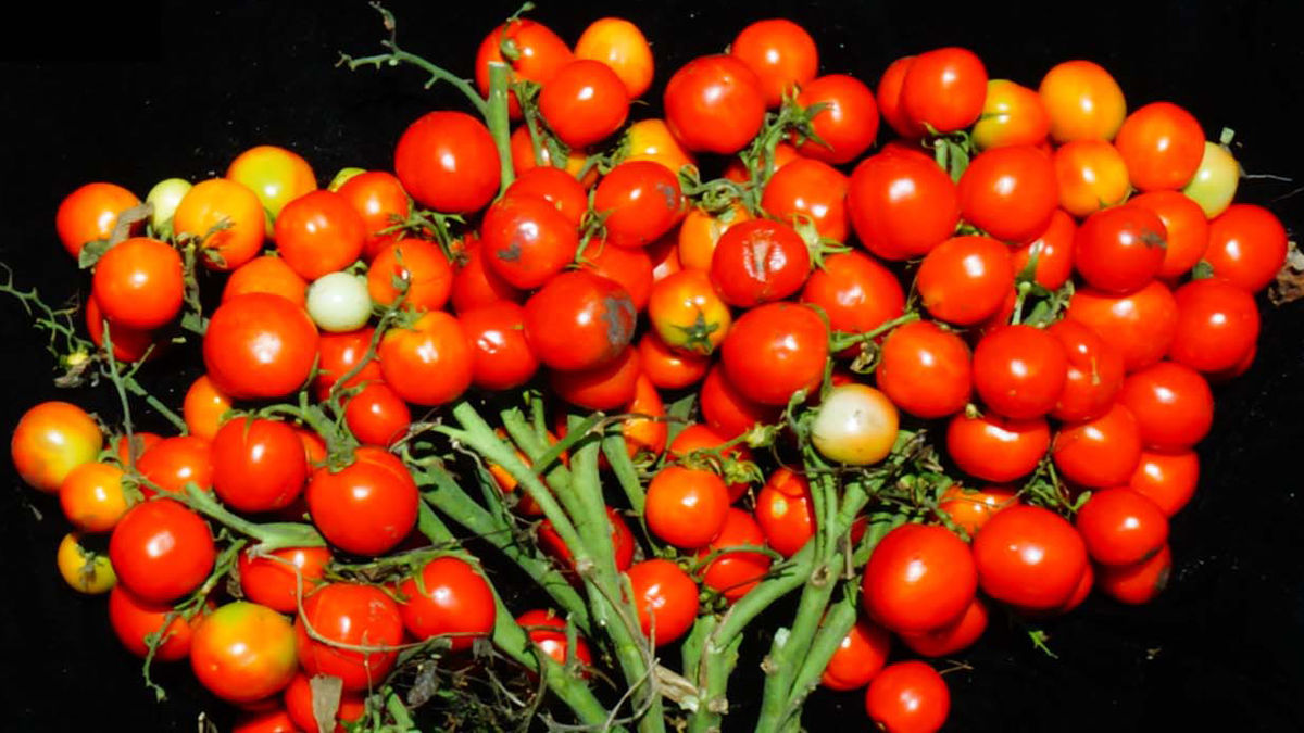 まるでブドウのように大量の実が成るトマトが遺伝子編集技術で開発される Gigazine