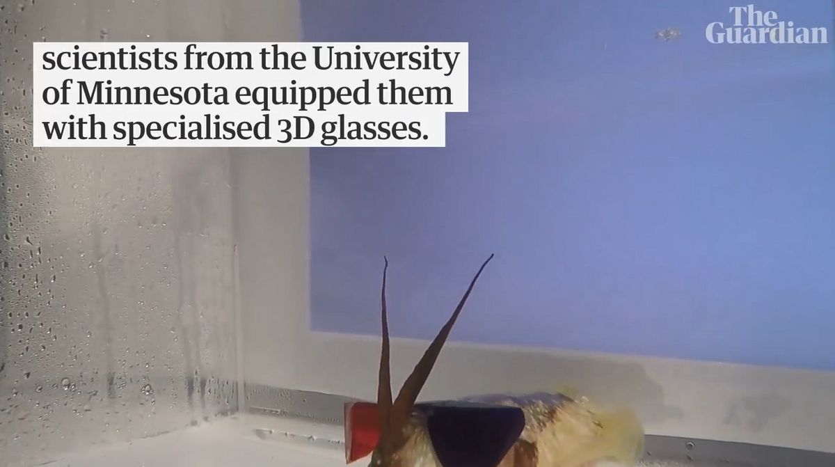 イカに3dメガネをかけさせる という奇妙な実験は何を目的にしているのか Gigazine