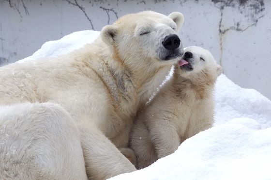 ジャイアントパンダの赤ちゃんは 早く生まれ過ぎている ことが判明 Gigazine