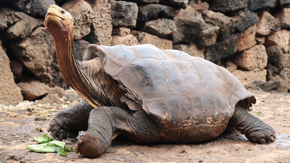 交尾しまくって1匹で種の絶滅を食い止めた絶倫カメ ディエゴ が現役引退へ Gigazine