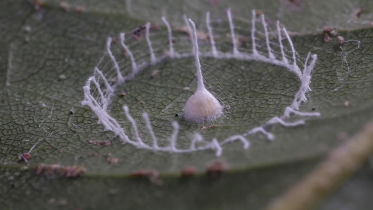 Spider web `` Silkhenge '' with a strange annular structure like Stonehenge - GIGAZINE